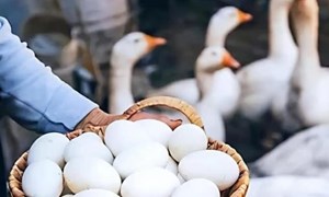  Trứng ngỗng có thực sự tốt cho bà bầu?