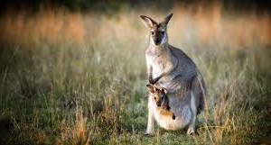 Chăm sóc trẻ sinh non, nhẹ cân theo phương pháp chăm sóc kangaroo (KMC)