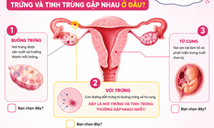 Trứng và tinh trùng gặp nhau ở đâu?