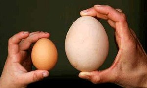 Thực hư chuyện mẹ bầu ăn nhiều trứng ngỗng sẽ sinh con thông minh