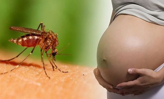 Nguy cơ virus Zika lây từ mẹ sang thai nhi cao nhất trong ba tháng đầu thai kỳ