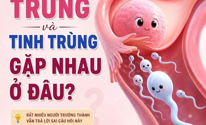 Tử cung là nơi trứng gặp tinh trùng ?????????????