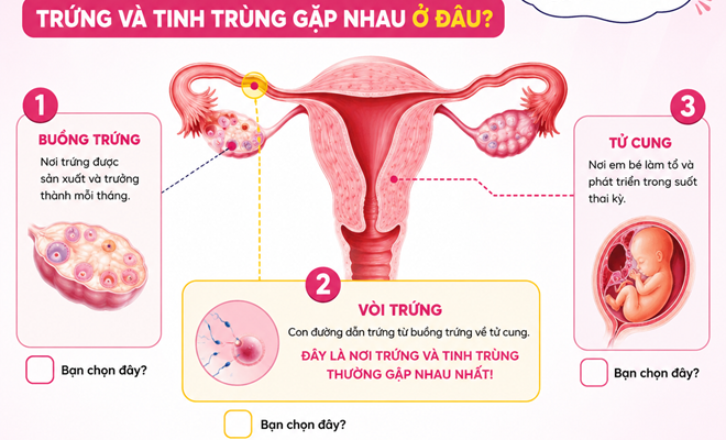 Trứng và tinh trùng gặp nhau ở đâu?
