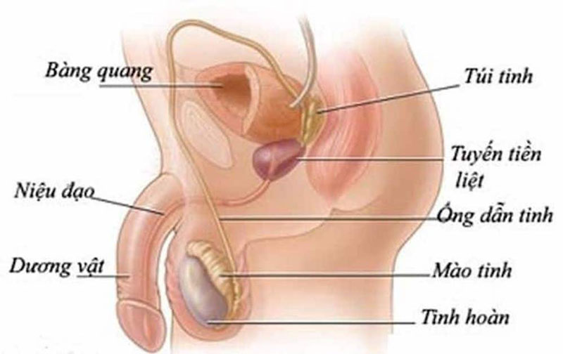 Thắt ống dẫn tinh là gì? Có đau không? Khi nào nên thực hiện?